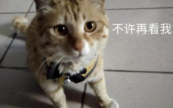 猫咪传腹症状有哪些？传腹猫会拉稀吗？