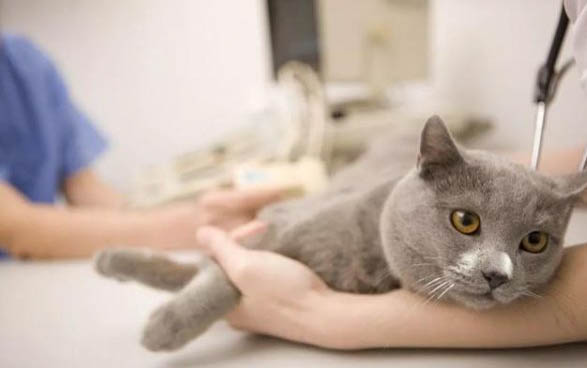 怎么让猫咪开空调也不会感冒