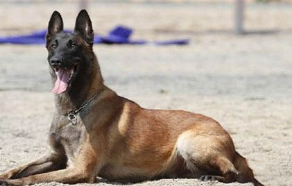 东德和马犬哪个凶猛