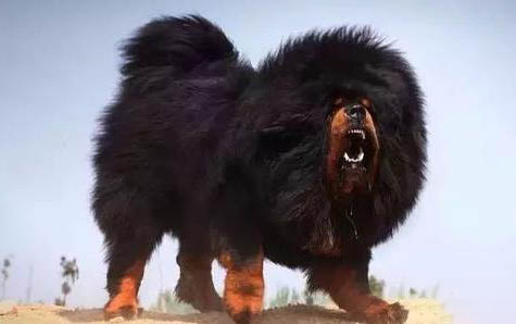 怎么判断柴犬认主了