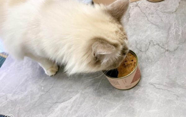 小猫传腹有什么症状