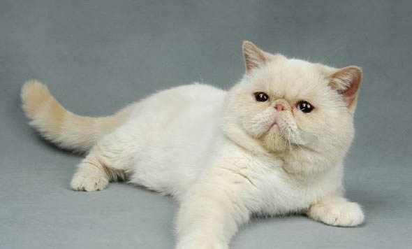 成猫一天吃多少克猫粮