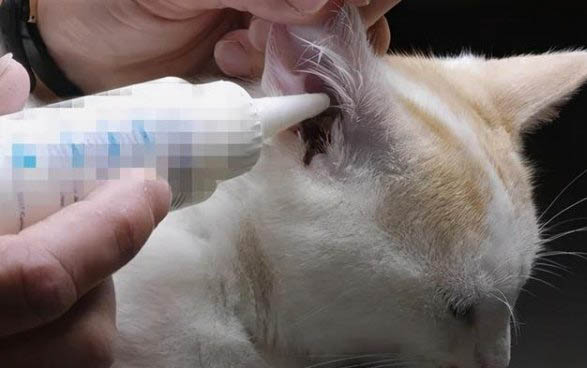 猫喝酸奶可以吗？