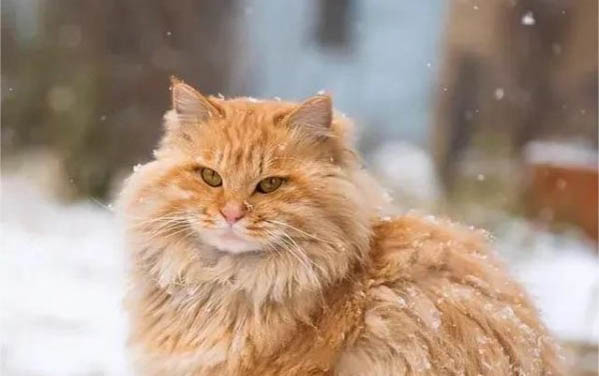 吃猫咪益生菌喂食禁忌