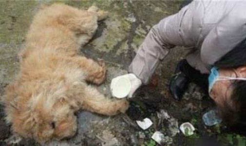 狗驱虫多久一次?