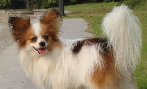 蝴蝶犬可以吃人类的什么食物