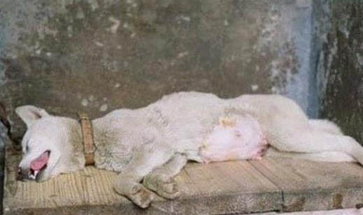 狗狗用了开塞露拉稀拉血怎么办