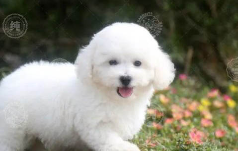 比熊犬贵宾犬哪个好看
