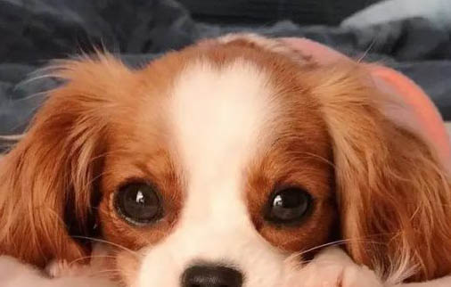阿富汗猎犬脾脏大的原因