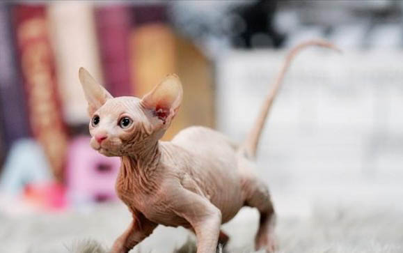 猫咪耳螨很严重会怎么样
