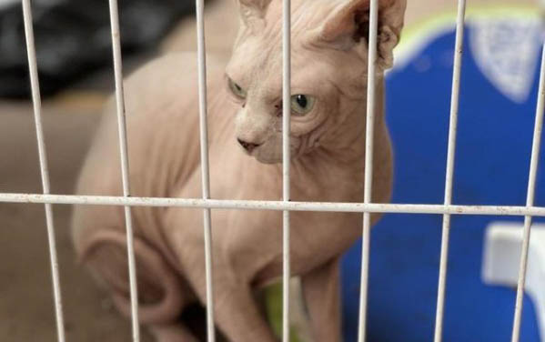 小猫老是叫要不要理他
