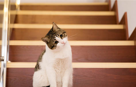 猫猫吐毛球有什么缓解办法吗