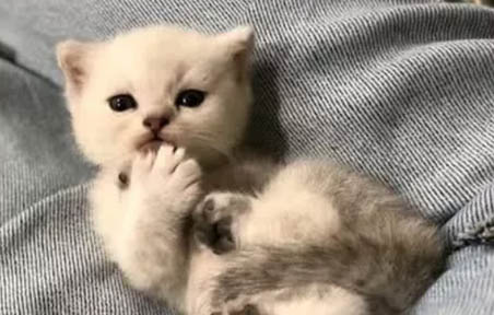 猫会不会认主?