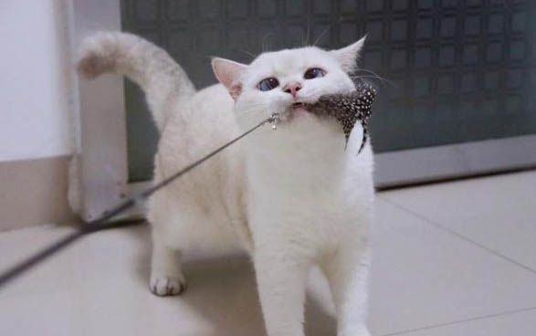 小猫拉稀了怎么办