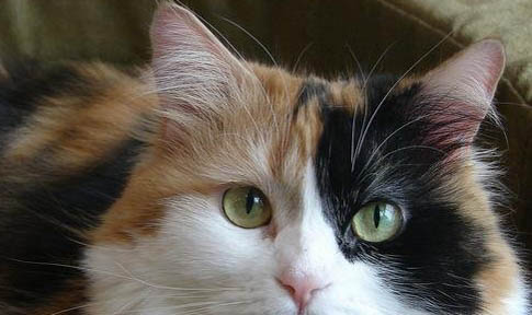 猫咪打完针脖子有鼓包是什么原因？如何处理以及注意事项？