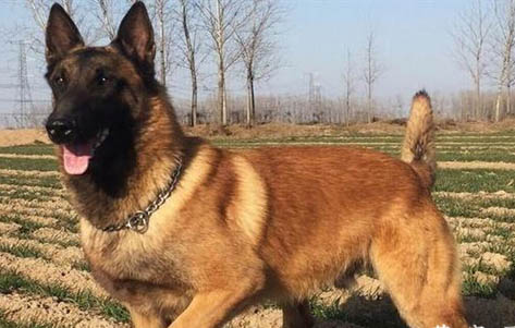 马犬可以散养好吗