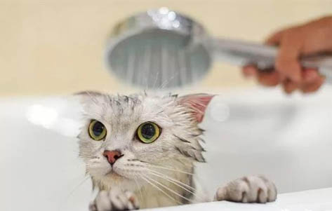 请问猫咪呕吐的原因及处理方法?