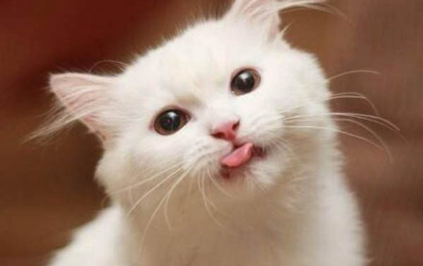 猫毛囊炎症状有哪些表现
