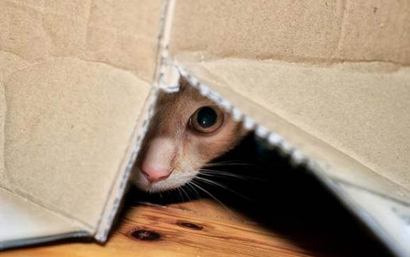 猫干呕不吐 吃拉正常