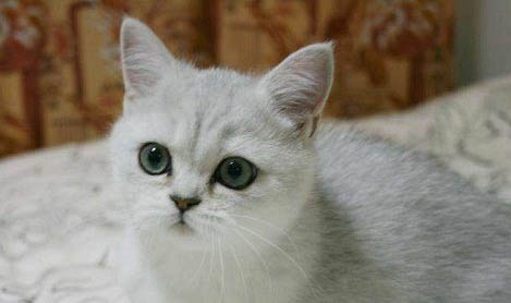 三个月大的小猫可以用磨牙棒吗