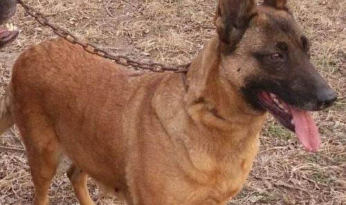 荷兰牧羊犬和马犬哪个好