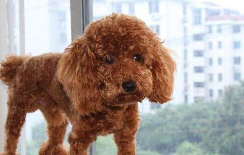如何挑选合适狗粮