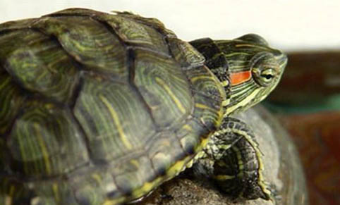 巴西龟龟壳发红是什么原因