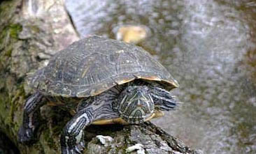 为什么乌龟不下水一直在晒台上睡觉呢？