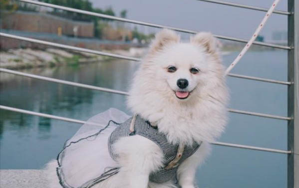 饲养博美的禁忌有哪些