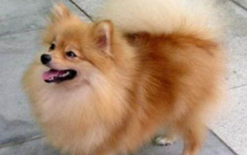 狗狗头摔了有哪些症状