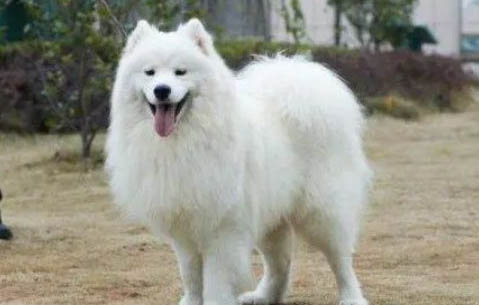 萨摩耶犬为什么突然不爱吃东西?