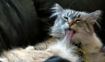 猫腹水会传染给人吗?