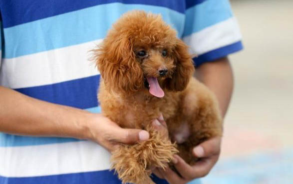 贵宾犬只吃狗粮可以吗