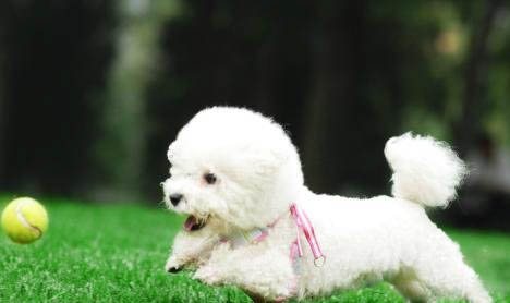 幼犬是指多大的狗狗?