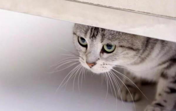 猫拉稀有血怎么办