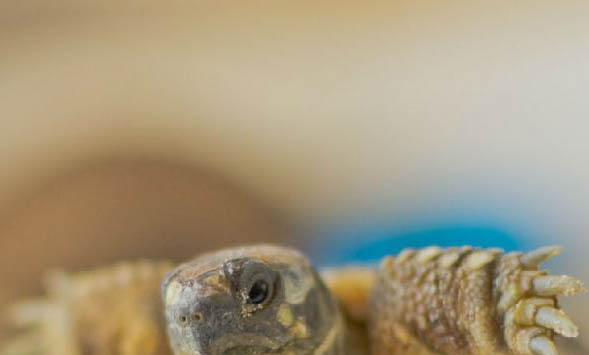巴西龟草龟混养悲剧