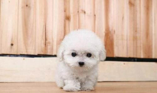 泰迪犬白色多少钱一只