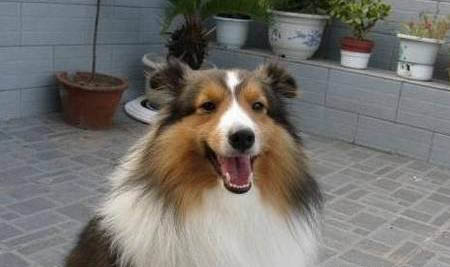 选购英国古代牧羊犬时要注意什么