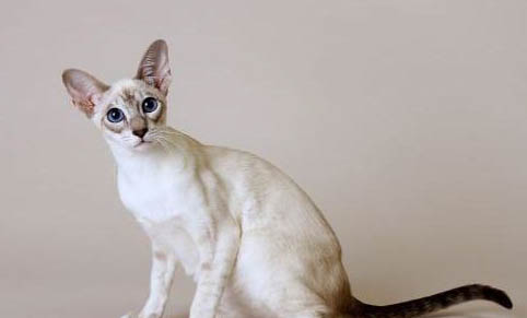 猫咪流眼泪了是怎么回事