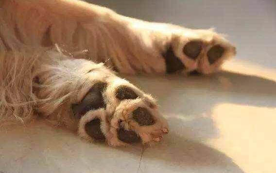 狗狗一直甩头是不是哪里不舒服