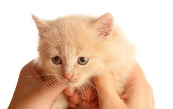小猫猫咪绝育有哪些注意事项