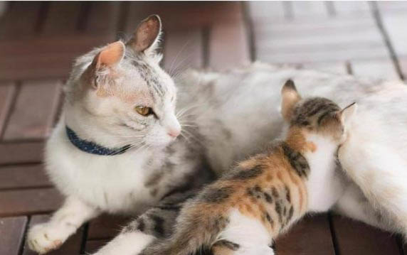 猫咪流产后肚子里还有活的吗