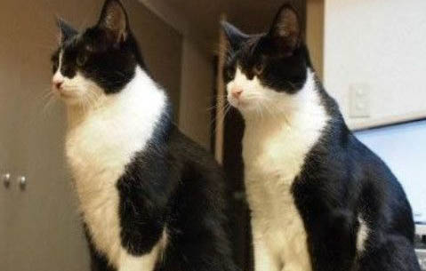 怎样可以让奶牛猫不咬人