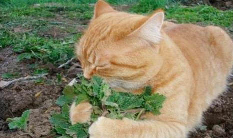 百炎症可以给猫吃吗