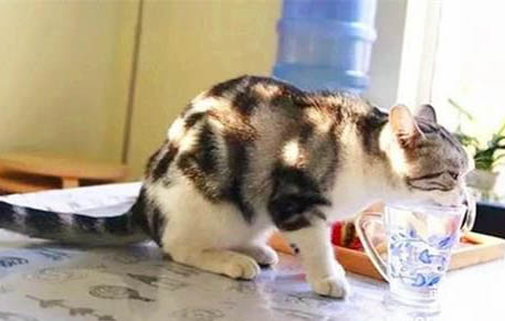猫咪怀孕多久肚子变大