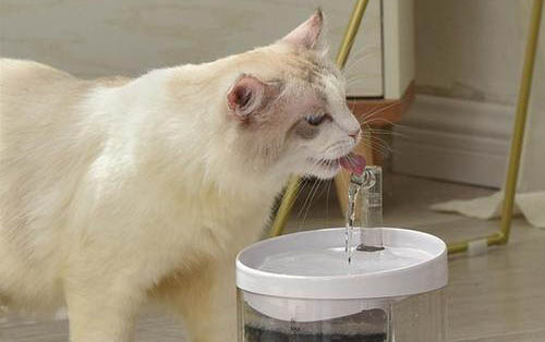 小猫不吃奶多久会死