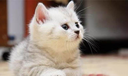 武汉哪里有靠谱猫舍