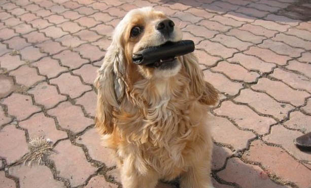 犬猫疫苗免疫失败的原因及处理方法