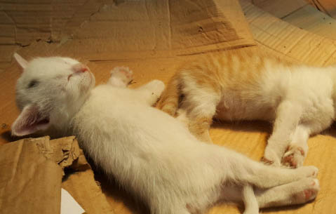 被一个月小奶猫咬了要打针吗