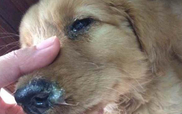 所有狗爪子都有脚蹼吗